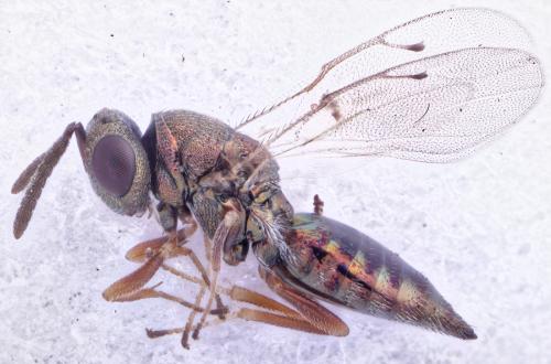 Réf. 278 462 : Trichomalus sp.